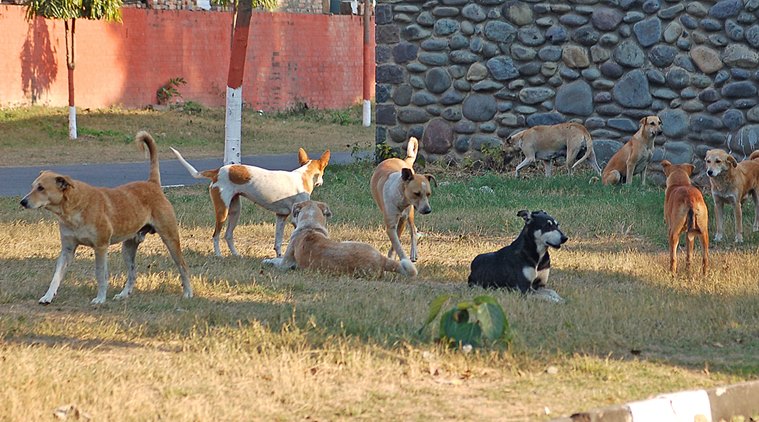 घोर कलियुग है भाई: 50 कुत्तों के साथ रेप करने वाला दरिंदा गिरफ्तार