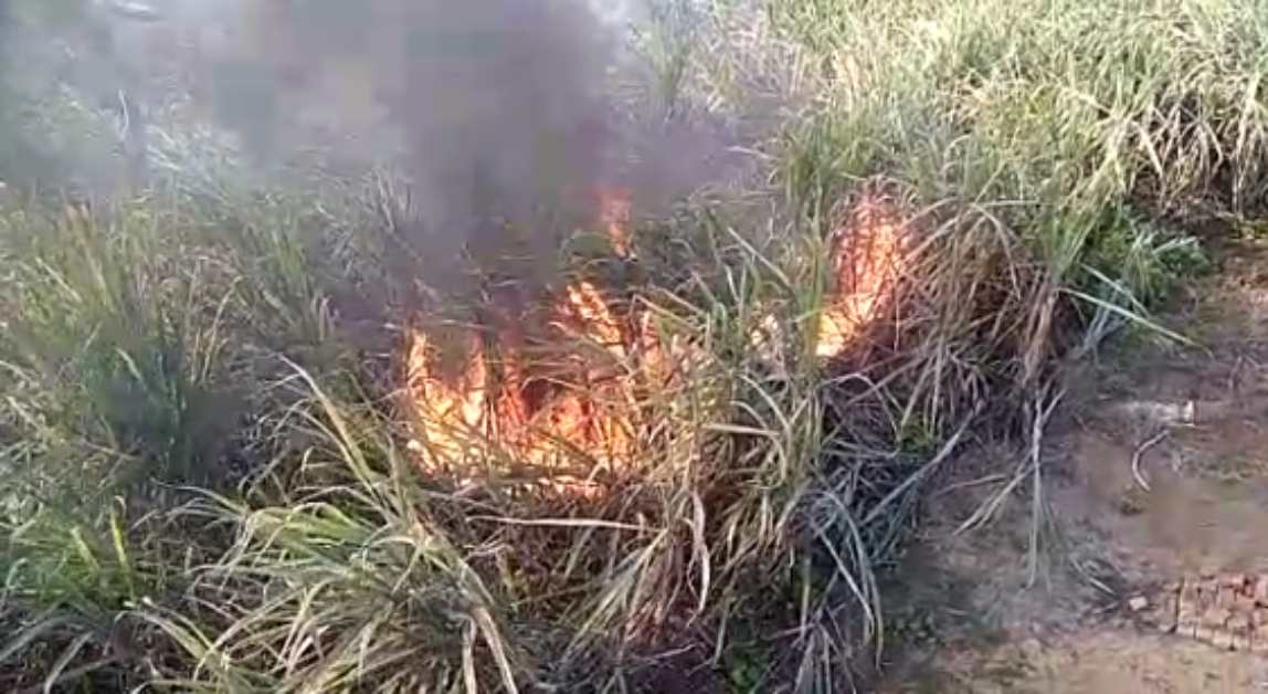 किसान के गन्ने की खेत में लगी भीषण आग, 7 एकड़ फसल जलकर खाक, लाखों के नुकसान का अनुमान