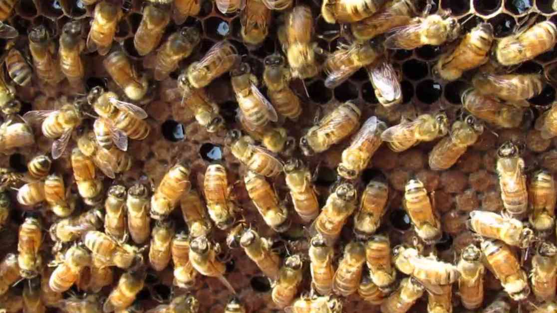 मधुमक्खियों के डंक से इंग्लिश कान्वेंट स्कूल के 25 बच्चे घायल, 2 बच्चे गंभीर, अस्पताल में कराया गया भर्ती