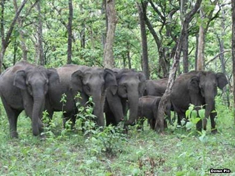 जंगली हाथियों के दल ने दो बच्चों समेत पिता को कुचला, इलाके में दहशत