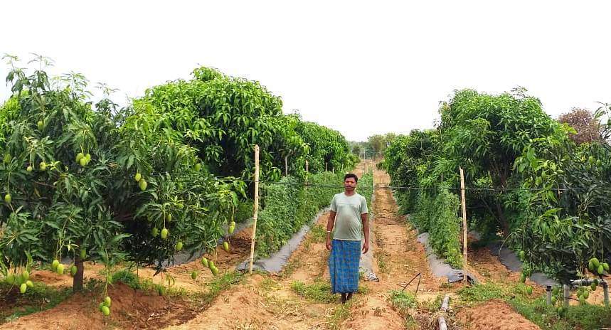 पांच आदिवासी किसानों ने बदली बंजर जमीन और खुद की किस्मत, आम का ऐसा उत्पादन कि थोक व्यापारी खेत से ही खरीद लेते हैं फल
