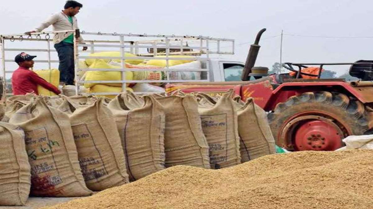 Punjab : Pusa-44 किस्म की धान की फसल की बुआई पर प्रतिबंध