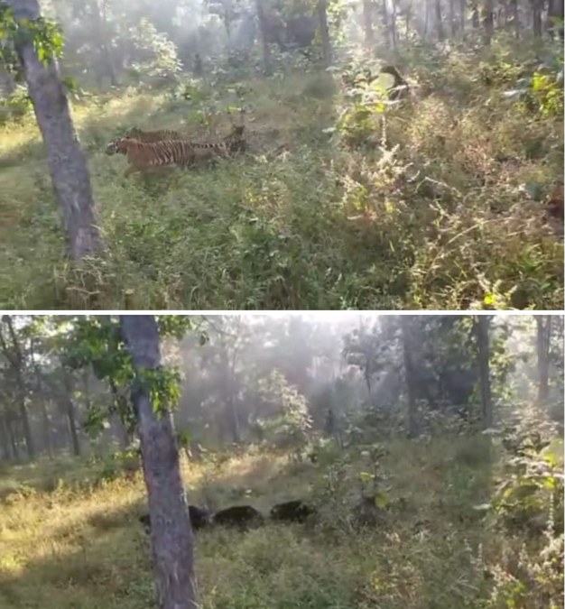जंगल के राजा को भी लगता है डरः तीन भालुओं ने दो शेर को खदेड़ दिया, दुम दबाकर भागे टाइगर, देखें वीडियो