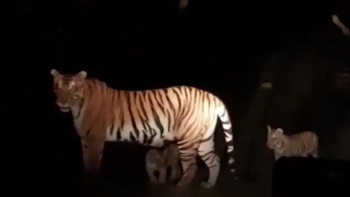 कैमरे में कैद हुआ टाइगर परिवार: सड़क पर दिखी बाघिन और उसके 3 शावक, VIDEO वायरल