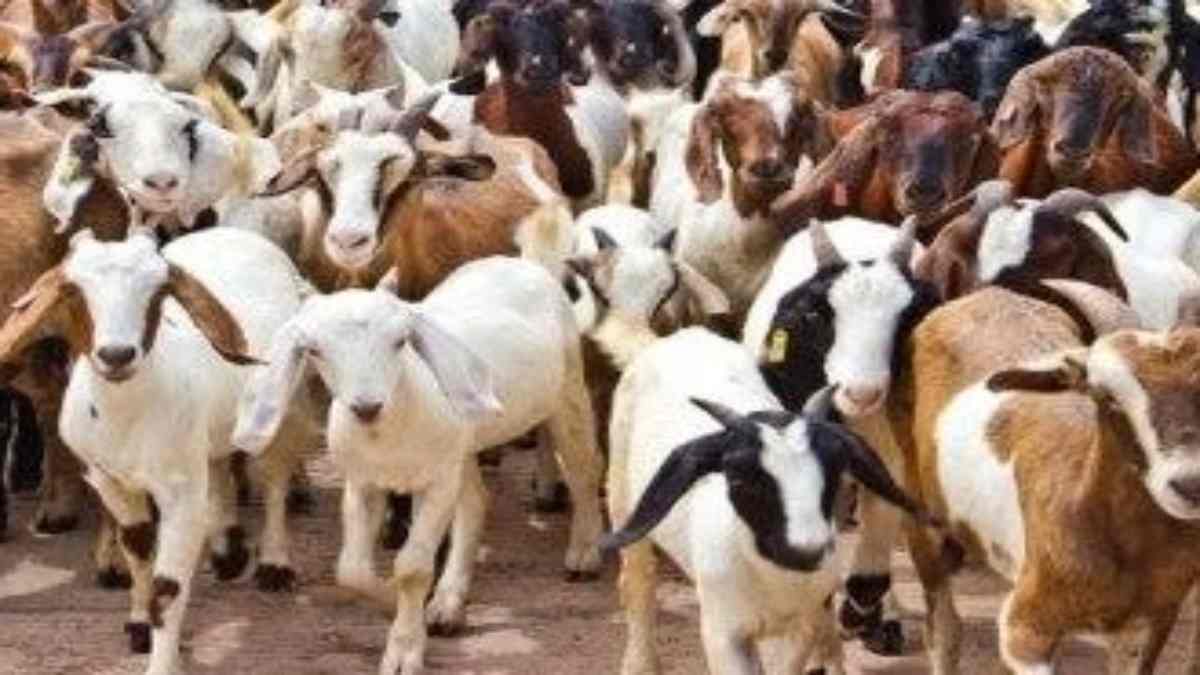 बकरी खोजने हैदराबाद पहुंची MP पुलिस: ऐसा कौन सा राज छिपाए घूम रही बकरियां, जानिए क्या है पूरा मामला?
