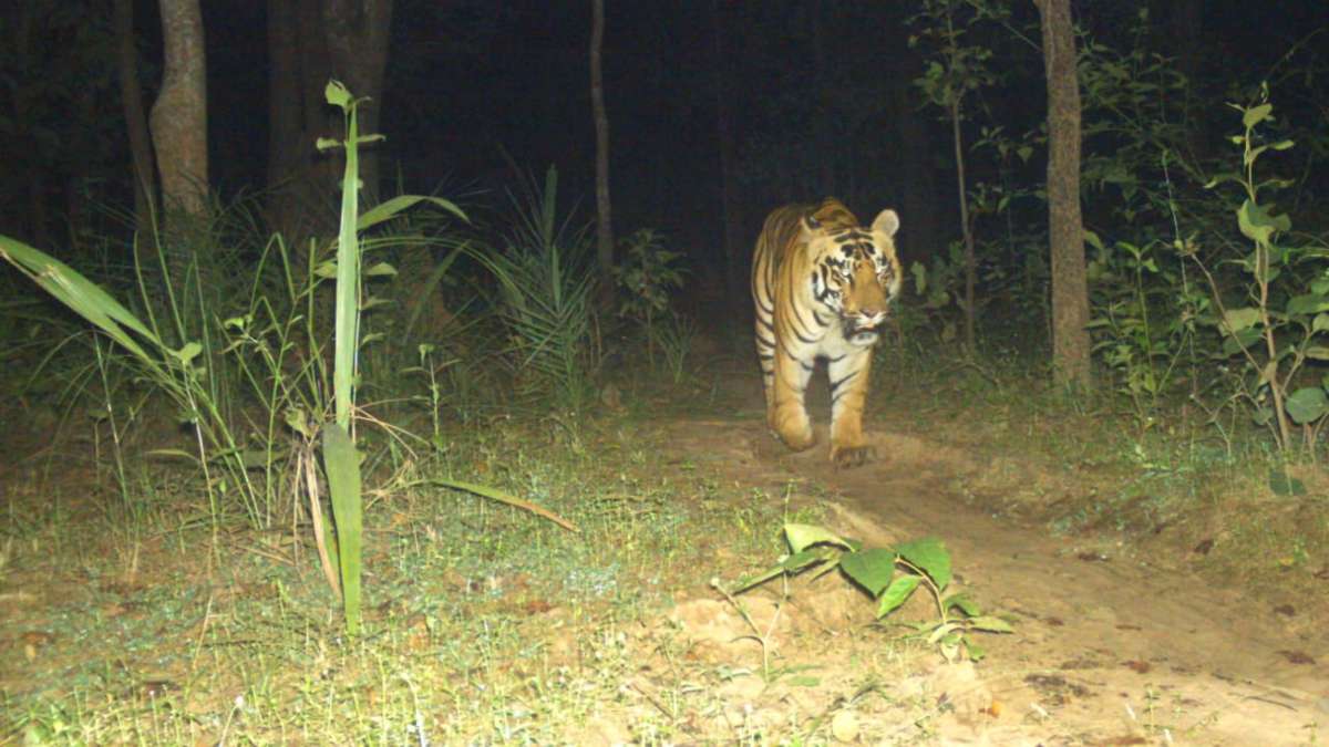 Exclusive: बाघ ने शहर की बिजली कर दी गुल, रातभर अंधेरे में रहे लोग, जानिए क्या है मामला
