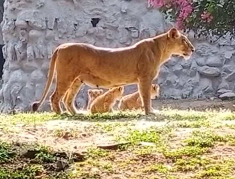 बिलासपुर के कानन पेंडारी से आई शेरनी “परी” के 3 शावकों का आज हुआ दीदार: पिंजरे से खुले बाड़े में निकले, ग्वालियर चिड़ियाघर में शेरों की संख्या 8 हुई