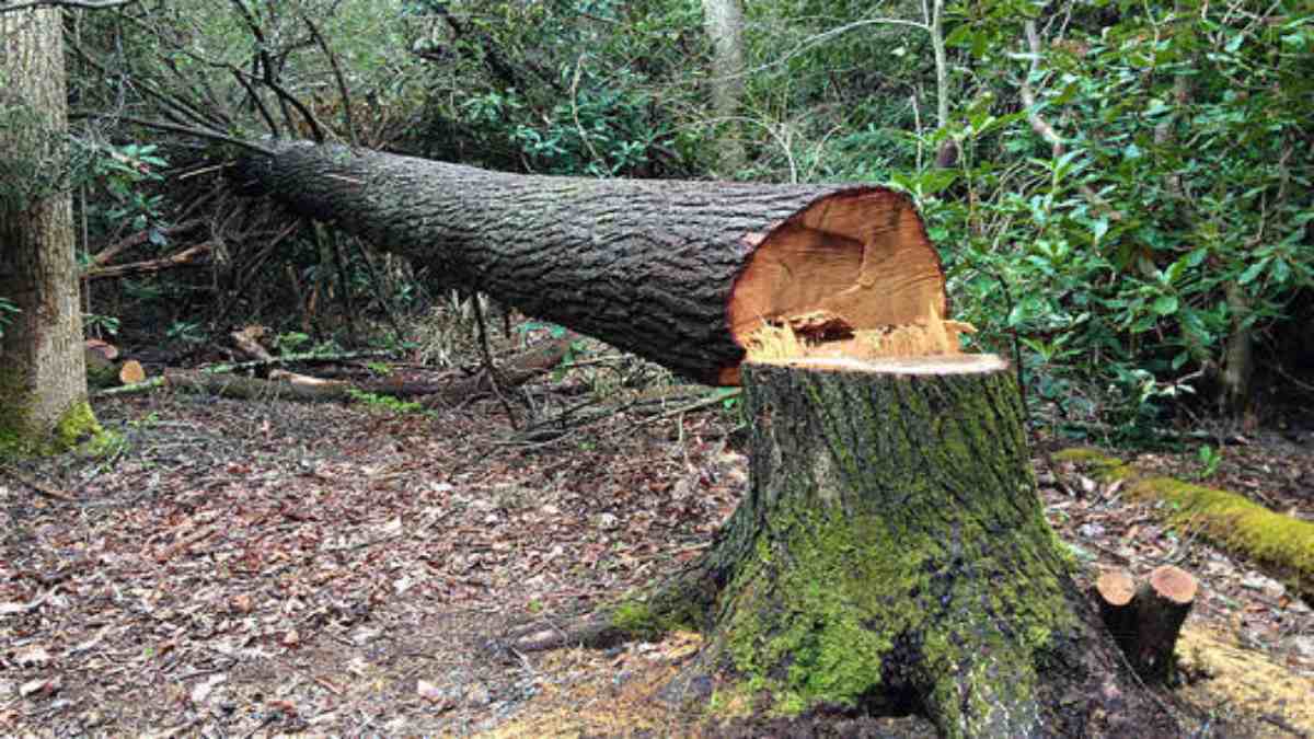 पीसीसीएफ का कारनामा: पशुओं के शिकार के लिए लागू नियम का पेड़ों को काटने के लिए किया इस्तेमाल, वन मंत्री से हुई शिकायत…