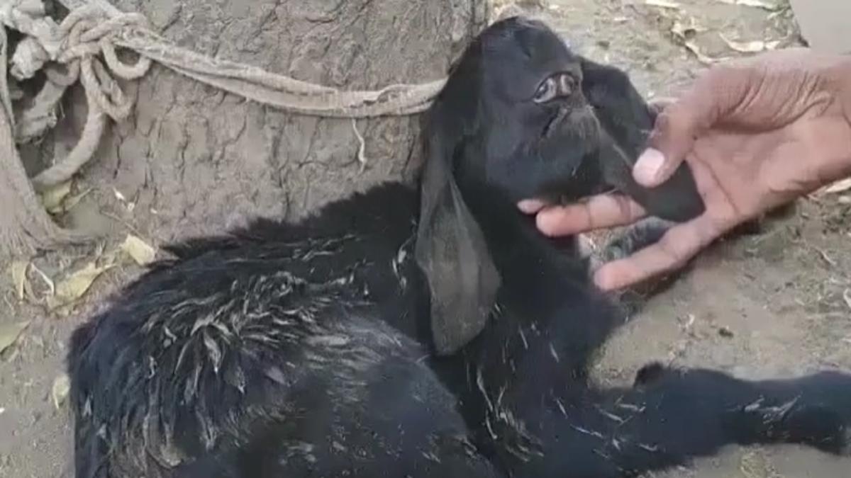 बकरी ने अजीबोगरीब मेमने को दिया जन्म VIDEO: पशु चिकित्सक बोले- यह जन्मजात बीमारी, ज्यादा दिनों तक जिंदा रहना संभव नहीं