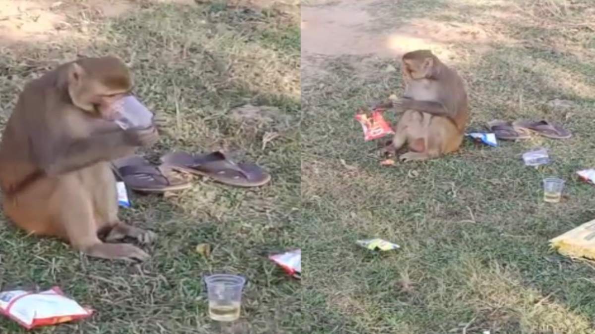 ‘आज पैमाना हटा दो यारो’: शराब के दो पैग मारकर टल्ली हुआ बंदर, चखने में चिप्स भी खाए, आप भी देखिए VIDEO