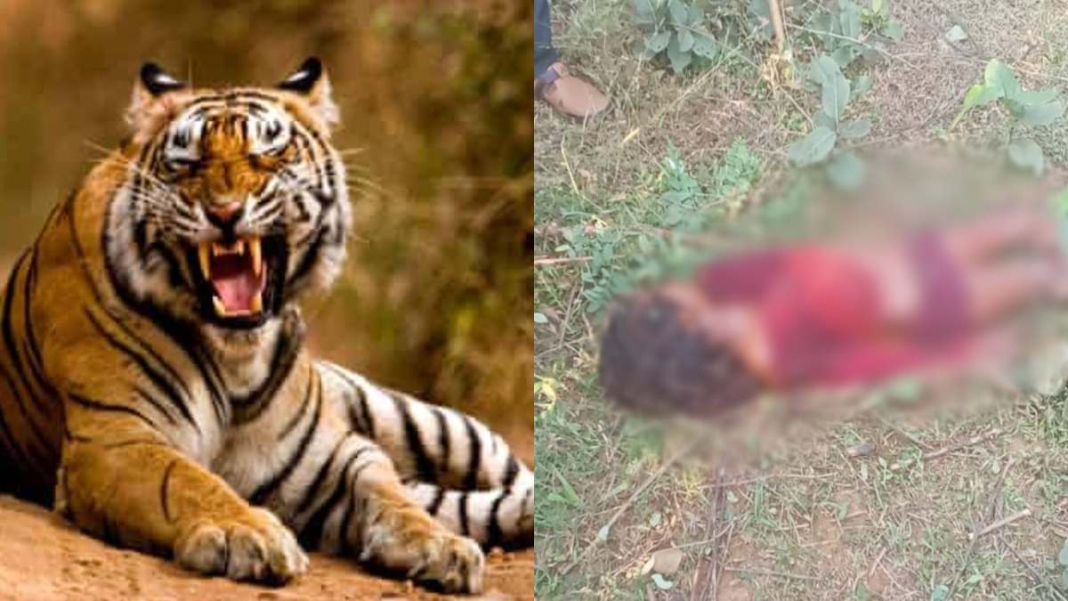 MP में बाघ के हमले से 9 साल की बच्ची की मौत: खेत में खेलने समय परिजनों के सामने घसीटकर ले गया, आसपास गांवों में करीब 25 बाघों का है मूवमेंट