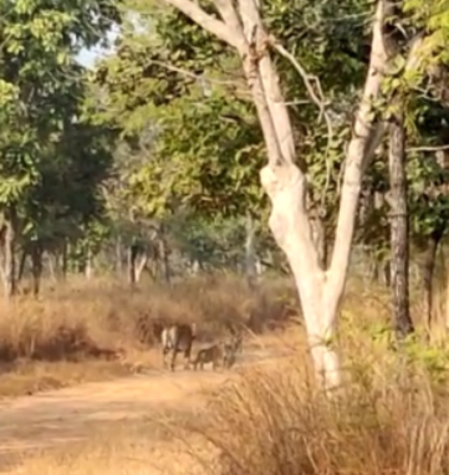 Wild Animals: पन्ना में बाघिन ने तीन शावकों को दिया जन्म, पिपरिया में कार के सामने टाइगर आने से पर्यटक हुए रोमांचित, धार और पांढुर्णा में तेंदुए के शव मिले,Video