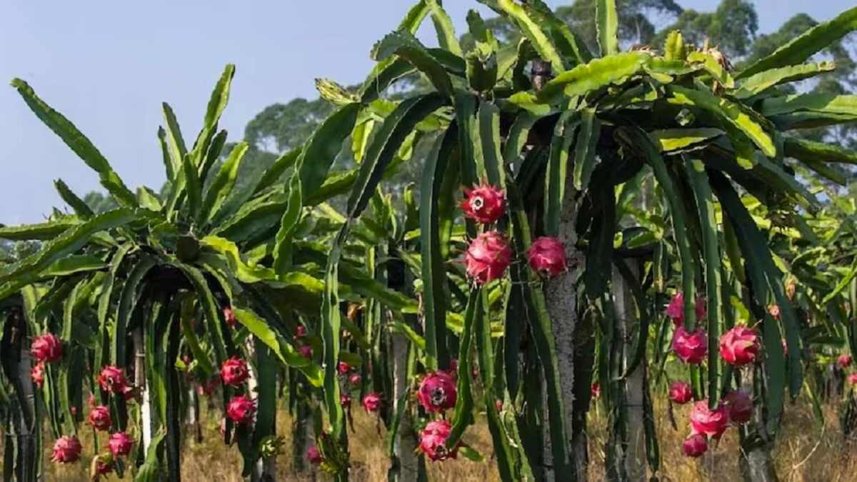 Dragon Fruit Cultivation: स्ट्रॉबेरी और ड्रैगन फ्रूट की खेती, महिला कमा रही तगड़ा मुनाफा, जानिए कैसे बनी लखपति ?