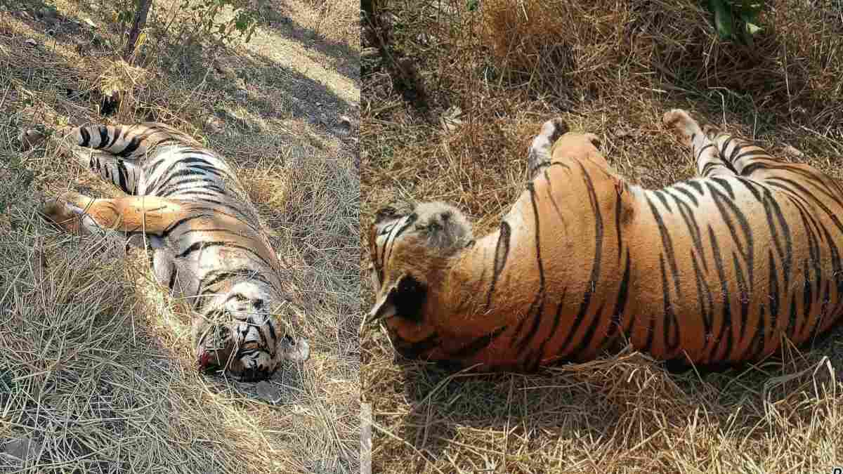 टाइगर स्टेट में ही सुरक्षित नहीं बाघ: करंट लगाकर फिर MP में एक TIGER का शिकार, आनन-फानन में वन विभाग ने कर दिया अंतिम संस्कार