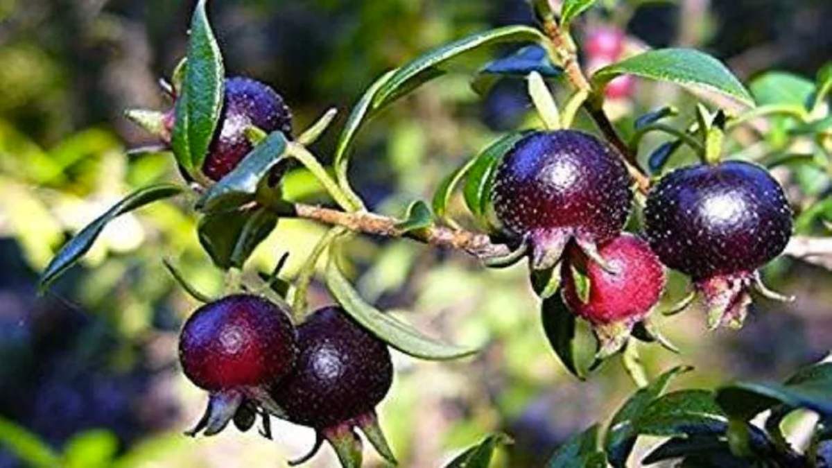 Black Guava Farming: काले अमरूद की खेती से तगड़ा मुनाफा, जानिए कैसे हो रही आमदनी ?