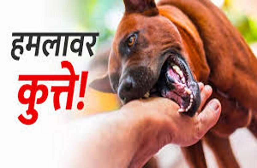 Rajasthan News: जयपुर में स्कूल जा रही 13 साल की बच्ची को पड़ोसी के दो कुत्तों ने काटा, जान बचाने दौड़ी तो घेर लिया कुत्तों ने