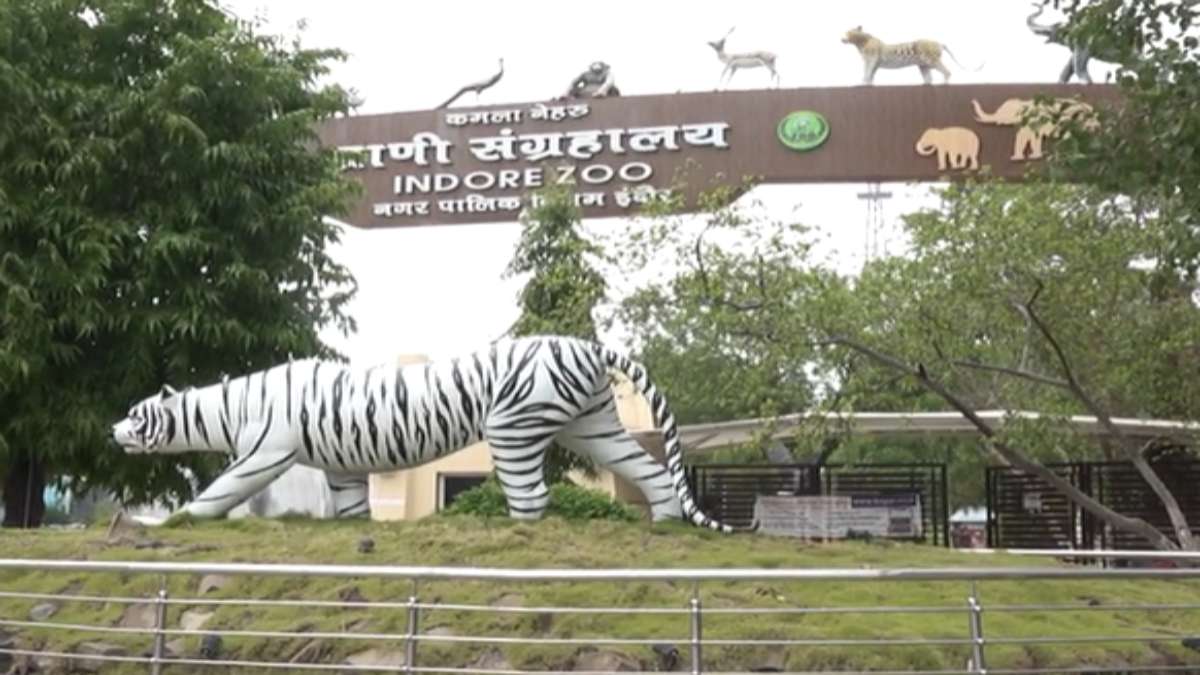 इंदौर चिड़ियाघर से बाघ और घड़ियाल भेजे गए जामनगर: अनुमति नहीं लेने पर महापौर पुष्यमित्र भार्गव ने जताई आपत्ति, Zoo प्रभारी को नोटिस