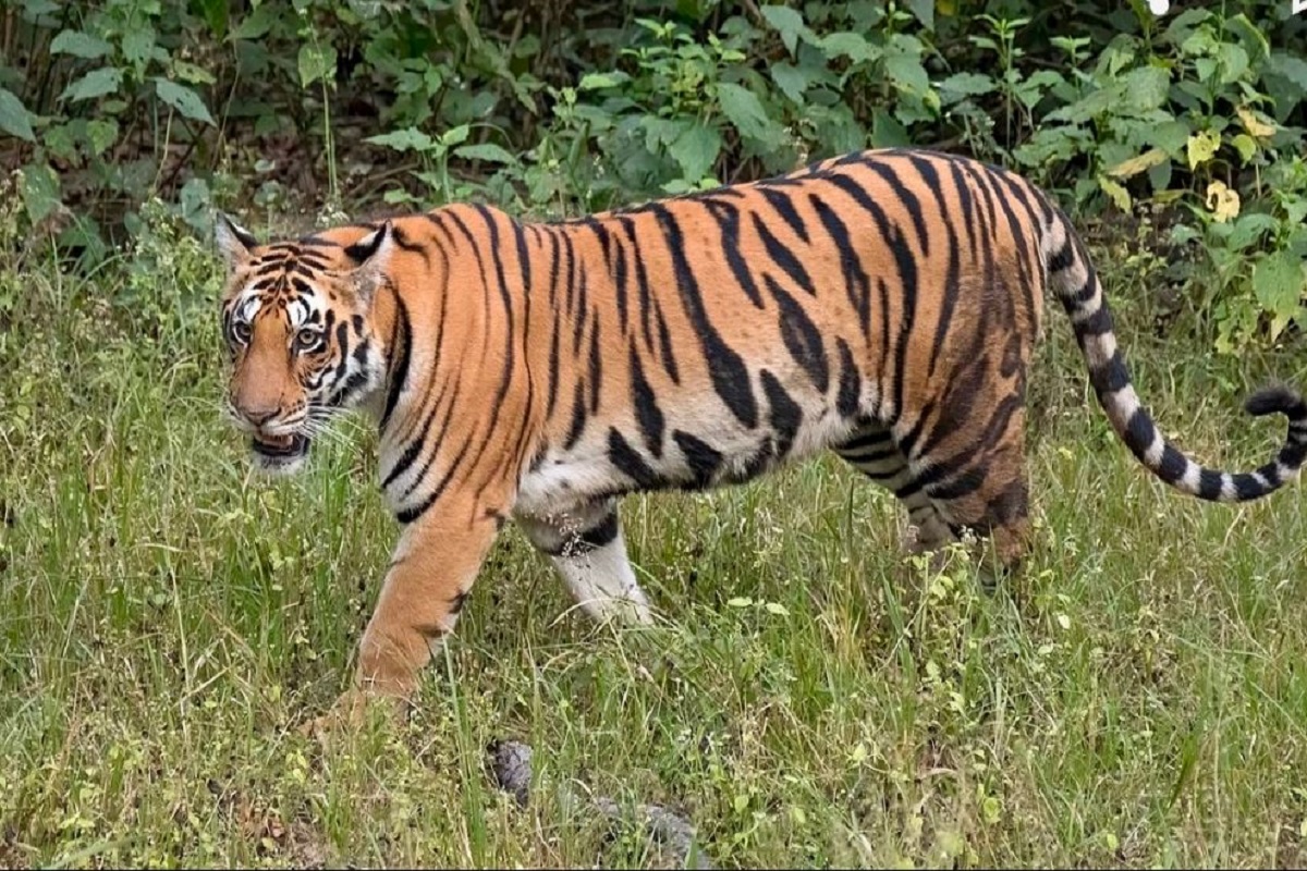 टेरिटोरियल फाइट में बाघ की मौत: वन विभाग की लापरवाही आई सामने, समय रहते रेस्क्यू होता तो शायद बच सकती थी जान   