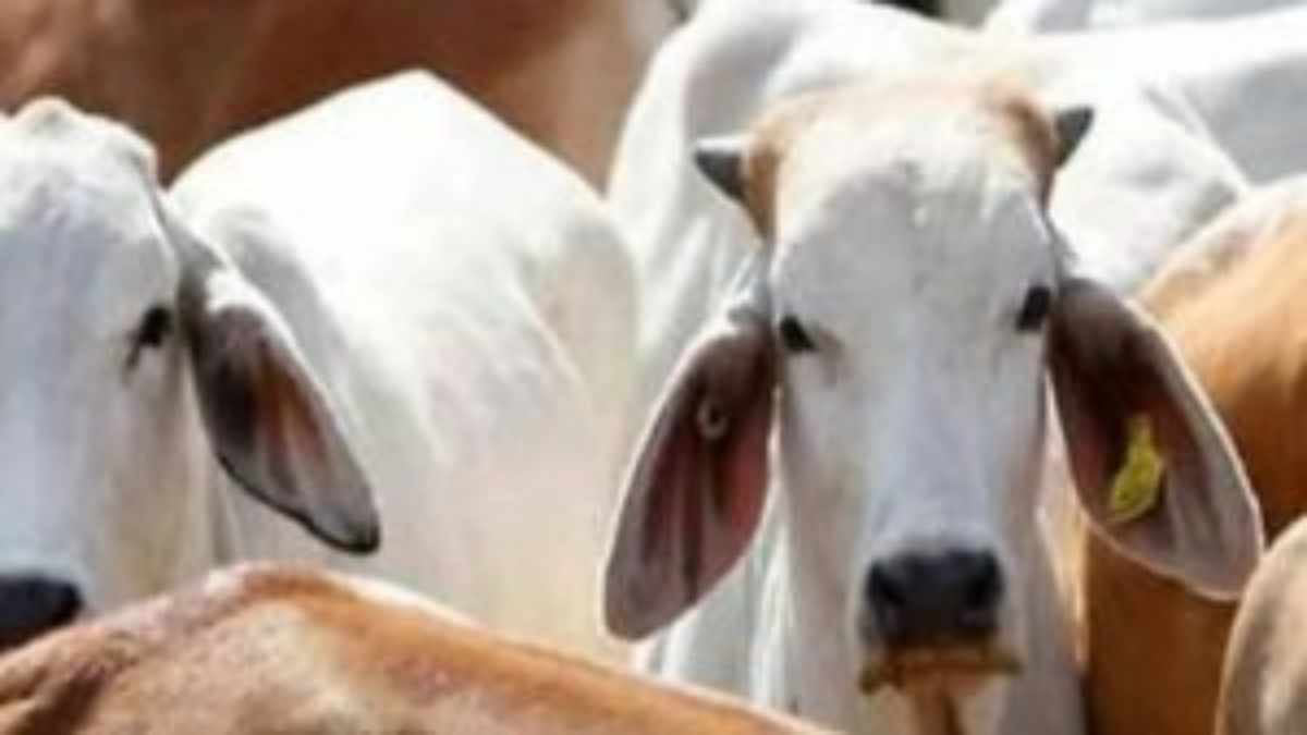 MP में मृत गायों की खाल और हड्डी की बिक्री पर रोक: संत समाज ने राज्यपाल से की थी मांग, निर्देश के बाद लिया गया फैसला