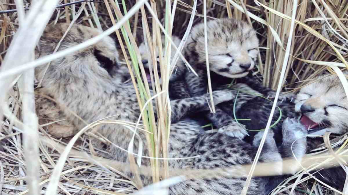 Cheetah Steering Committee: नेशनल टाइगर अथॉरिटी ने बनाई कमेटी, चीतों को बचाने एक्शन प्लान तैयार करेगी टीम
