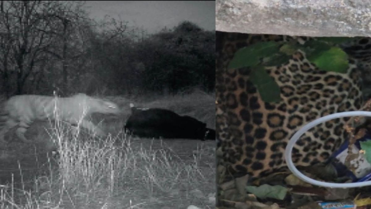 भोपाल में टाइगर ने किया कुत्ते का शिकार: नाइट विजन कैमरे में कैद हुई तस्वीर, सतना में घर में घुसा तेंदुआ, हमले में महिला घायल, व्हाइट टाइगर सफारी ने किया रेस्क्यू