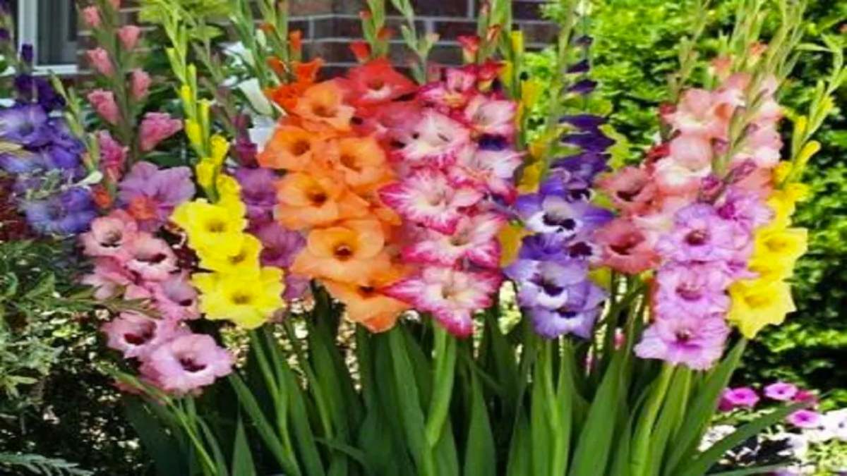 Flower Farming News: फूलों से बनती है दवाई, खेती कर किसान कर रहे तगड़ी कमाई, इन फूलों की बंपर डिमांड