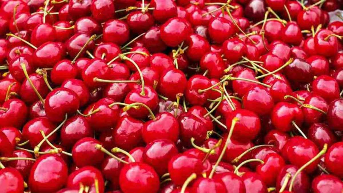 लाल-लाल छोटी सी Cherry होती है बहुत स्वादिष्ट, सेहत के लिए भी है बेहद फायदेमंद, Body को कई बीमारियों से दिलाता है निजात …