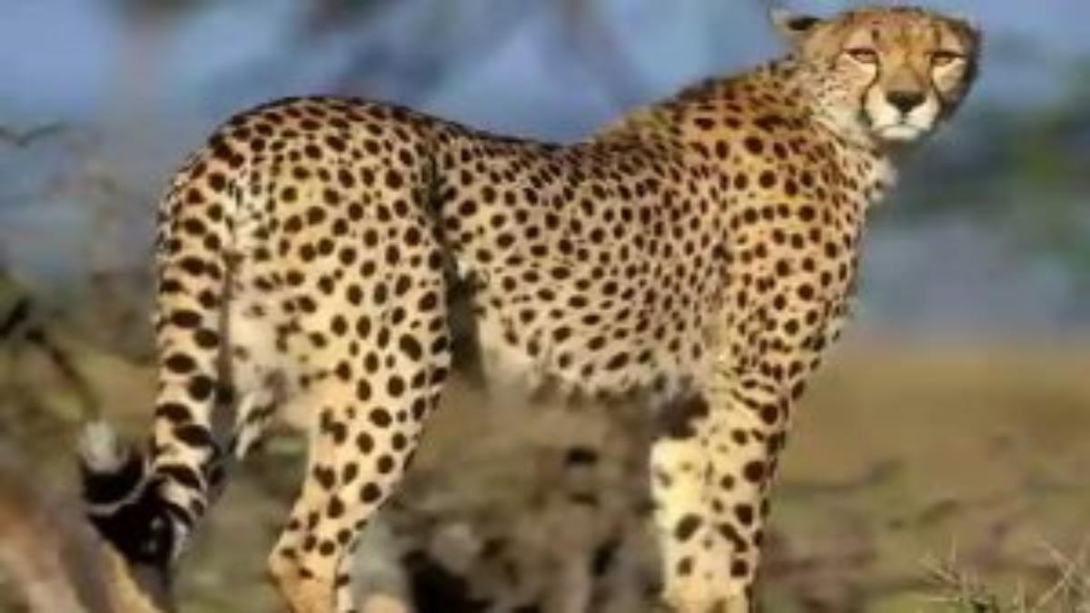Cheetah ओबान की आजादी खत्म: कूनो के बाड़े में किया बंद, बार-बार लांघ रहा था जंगल की सीमा