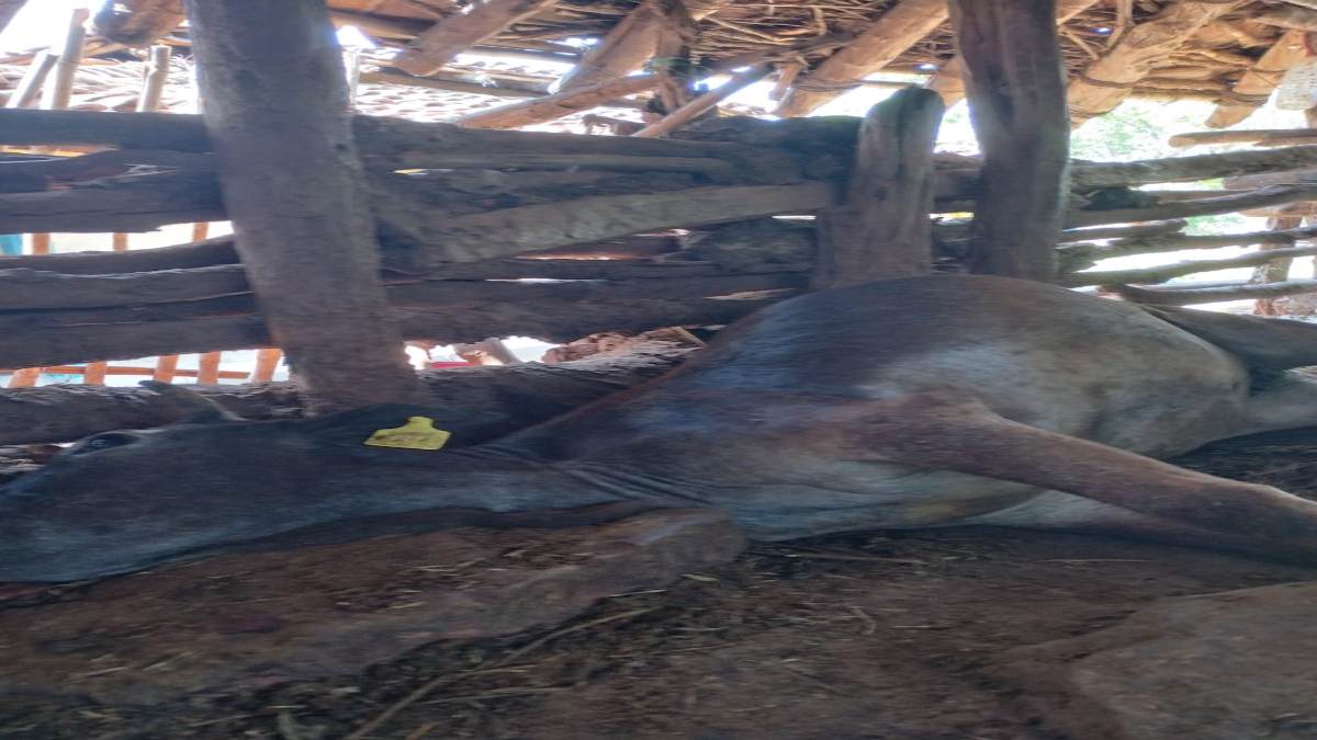 उमरिया में जहरीला भूसा खाने से दर्जनों मवेशियों की मौत: मचा हड़कंप, जबलपुर में आकाशीय बिजली की चपेट में आने से भैंस की मौत