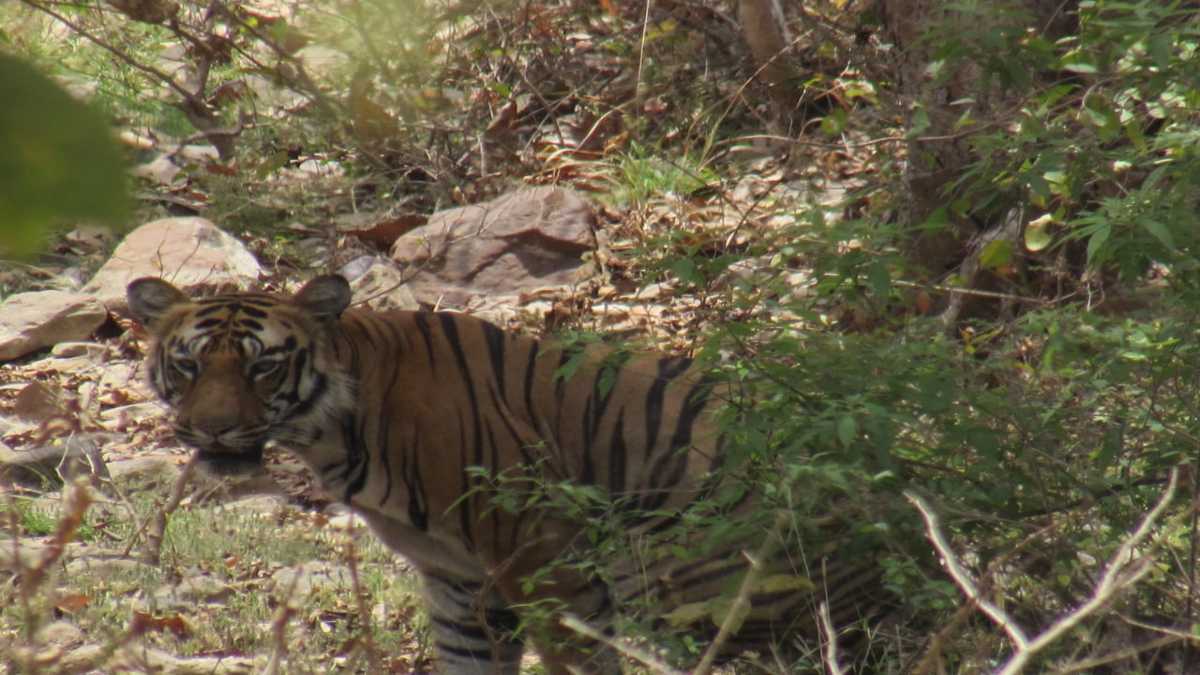बड़वाह वन क्षेत्र में दिखा टाइगर VIDEO: सतपुड़ा रिजर्व फॉरेस्ट की टीम कर रही तलाश, बाघ की मूवमेंट पर कैमरे से रखी जा रही नजर