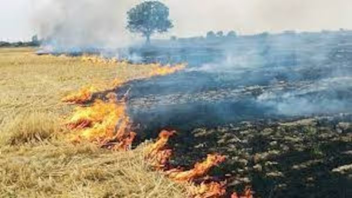 MP: नरवाई जलाने वाले किसानों पर होगी कार्रवाई, कलेक्टर ने जारी किए आदेश