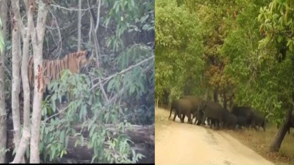 Wild Animal: जंगल के राजा को भी लगता है डर, हाथियों के झुंड को देख शेर पेड़ पर दुबका, देखें Video