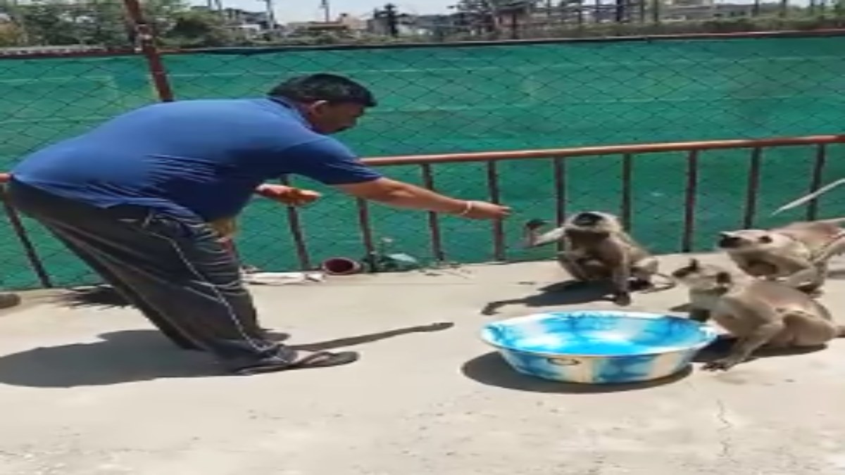 SDOP के दोस्त बने बंदर: हर रोज बिस्किट और पानी के लिए घर में दस्तक देता है बंदरों का झुंड, देखें VIDEO  