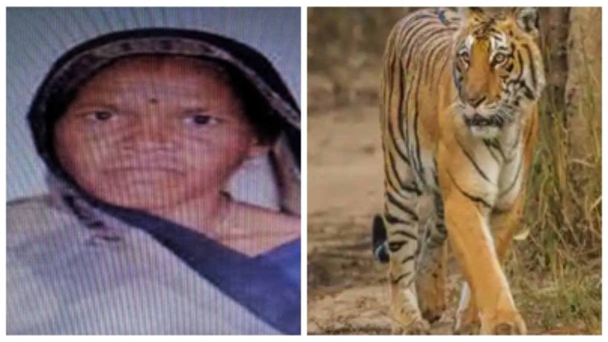 बाघ ने महिला को बनाया शिकार: पैर का हिस्सा छोड़ खा गया धड़, दहशत में इलाके के लोग 