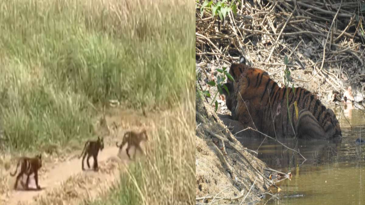 सैर पर निकले नन्हें शिकारी: सिवनी में 4 शावकों के साथ घूमती नजर आई बीजामट्टा बाघिन, बालाघाट में घायल अवस्था में दिखा बाघ