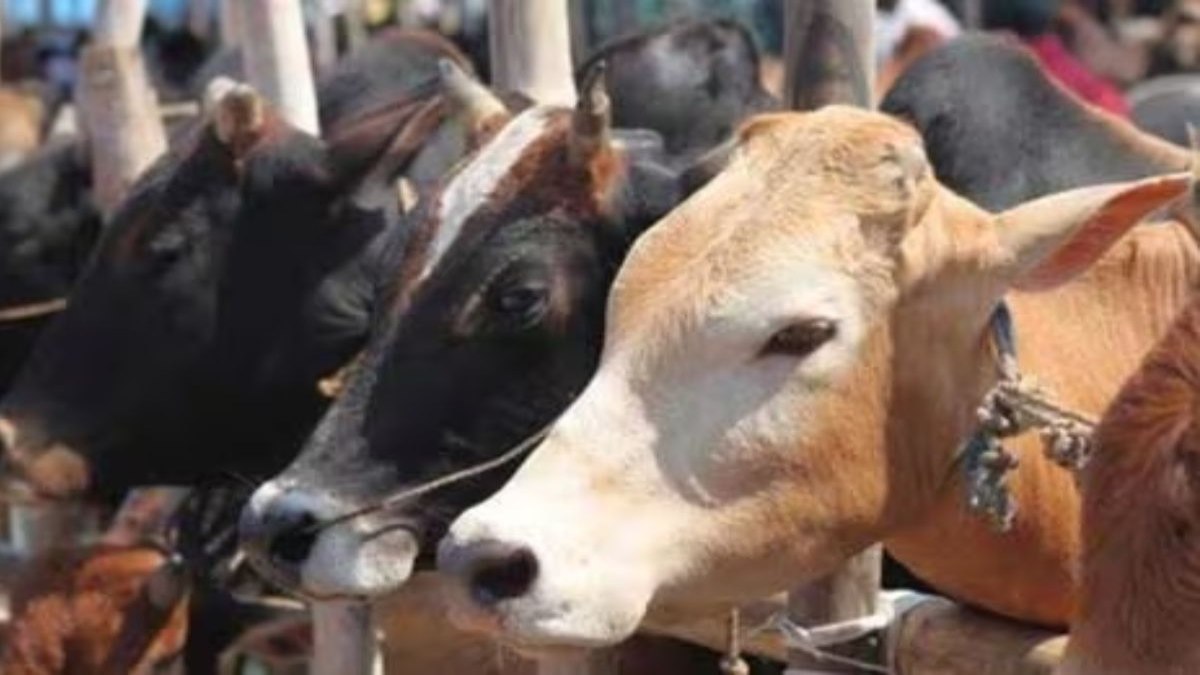 गायों को रखना और उनका परिवहन करना अपराध नहीं – हाईकोर्ट