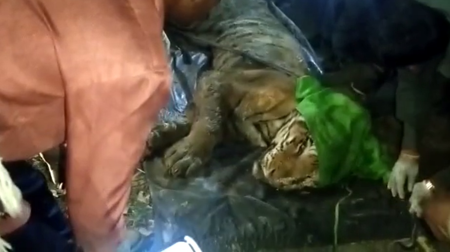 Wild Animal: कान्हा नेशनल पार्क के T 30 बाघ की थम गई सांसें, घायल अवस्था में मिला था बाघ