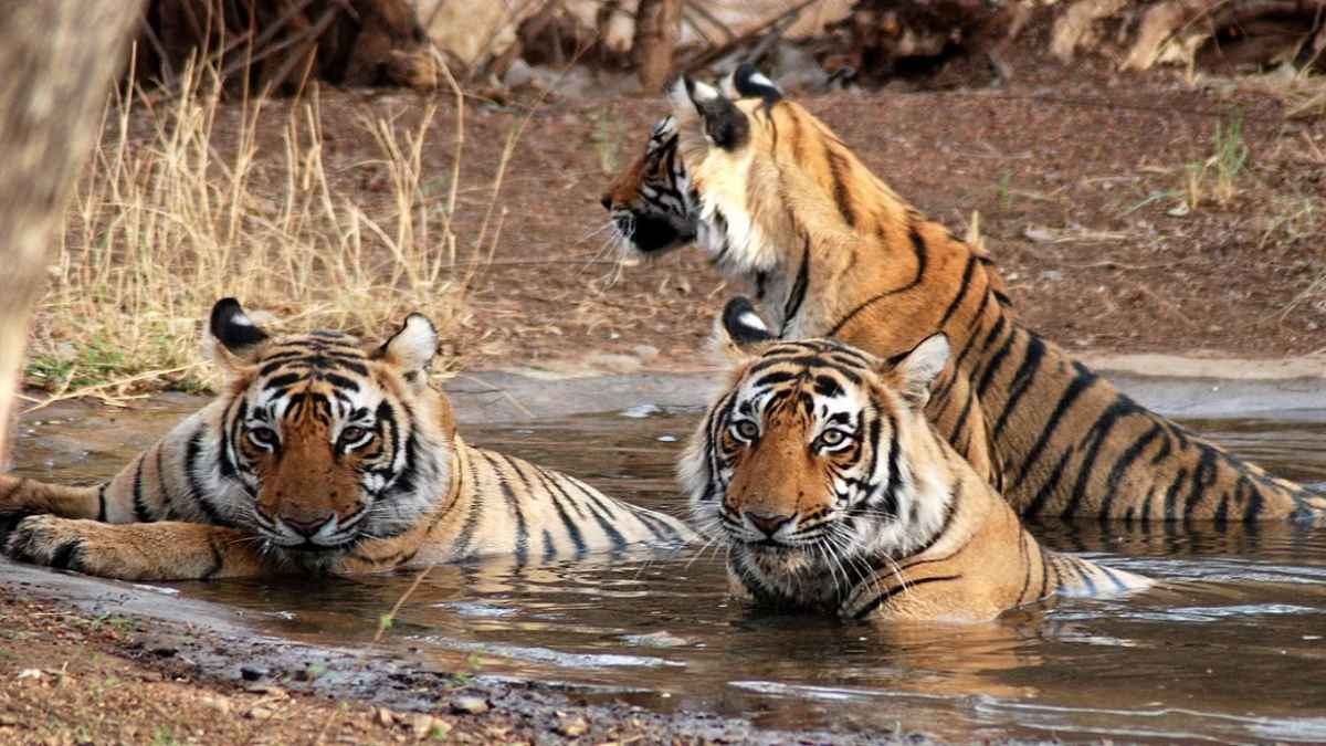 बांधवगढ़ टाइगर रिजर्व के बफर जोन में मृत मिला बाघ, टेरिटोरियल फाइट की संभावना