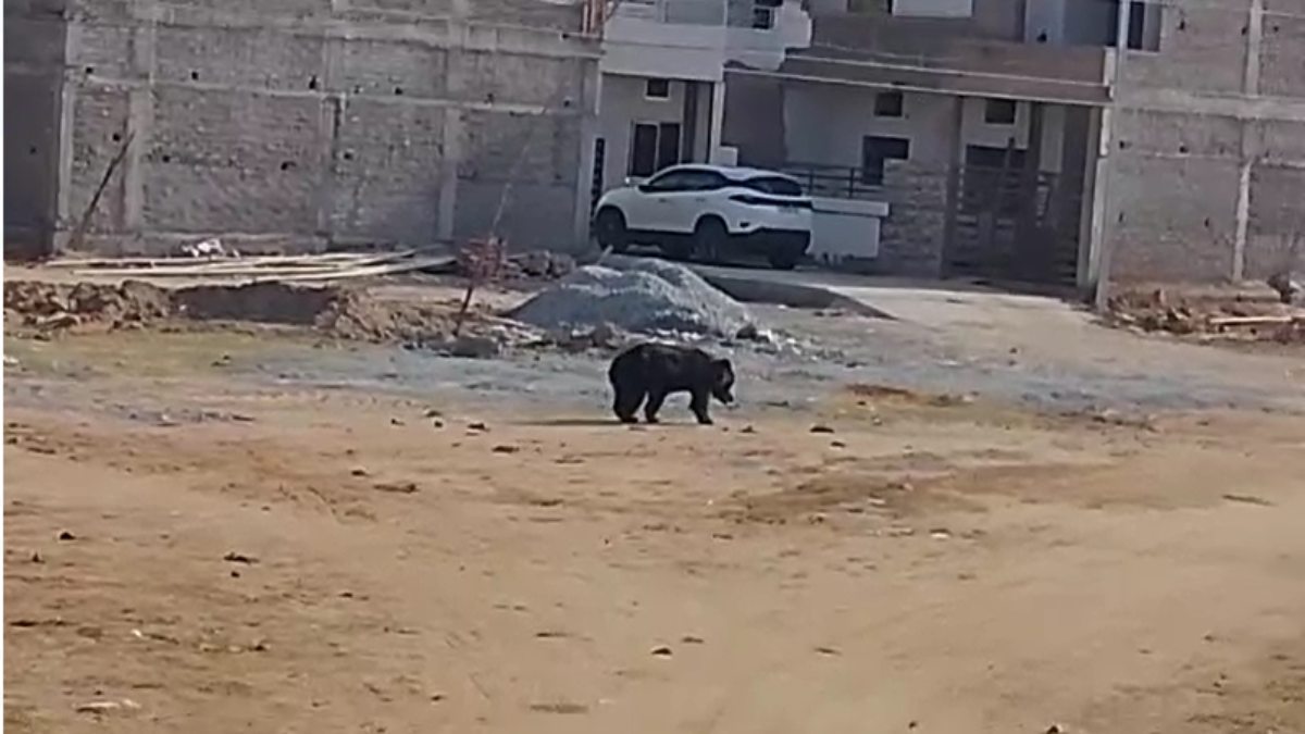 CG NEWS : शहर के कॉलोनी में निकला भालू, लोगों में दहशत, देखें VIDEO