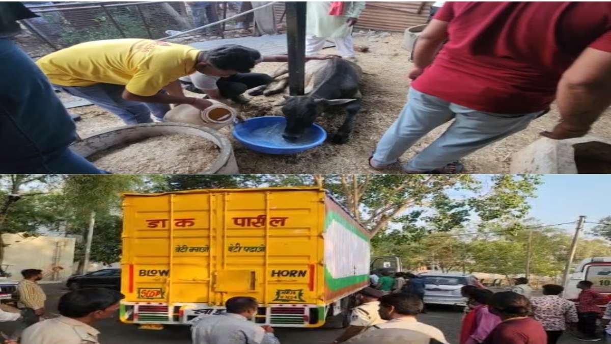 डाक पार्सल लिखे वाहन में मवेशी तस्करी: हिंदू संगठनों ने 33 मवेशियों से भरा कंटेनर पकड़ा, गिरफ्तार 4 आरोपी यूपी और हरियाणा के