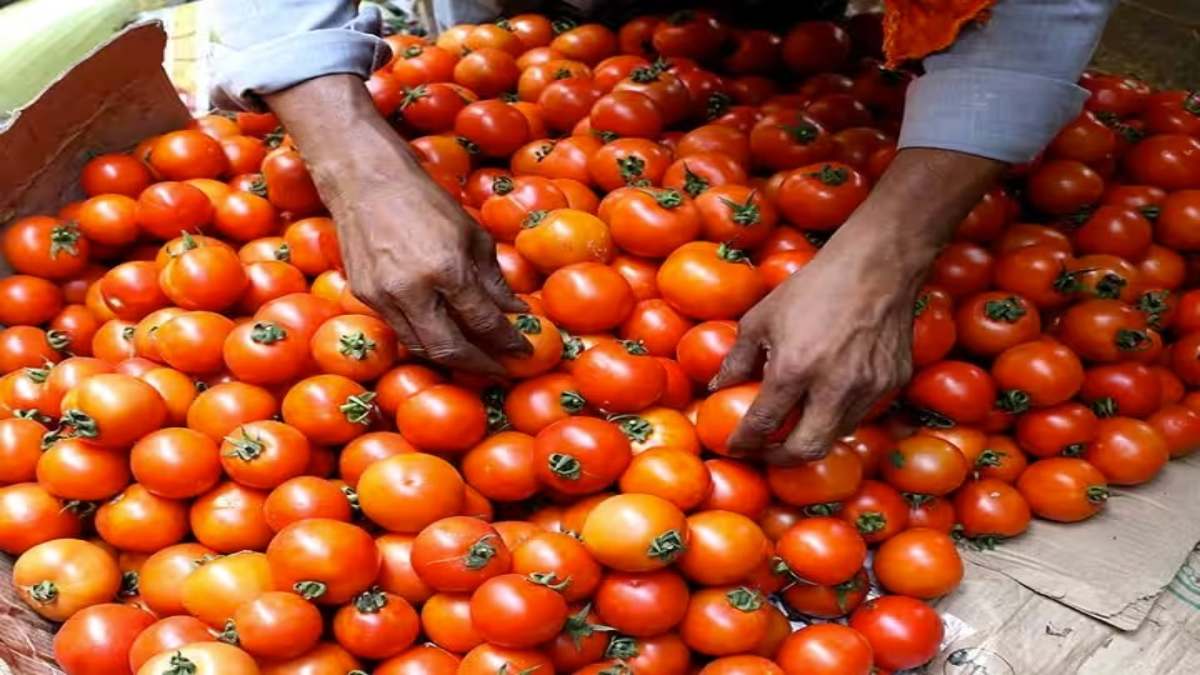 Tomato Rate News: किसान परिवार की चमकी किस्मत, टमाटर बेचकर कमाए 38 लाख, पढ़िए लखपति मेहनतकश की कहानी