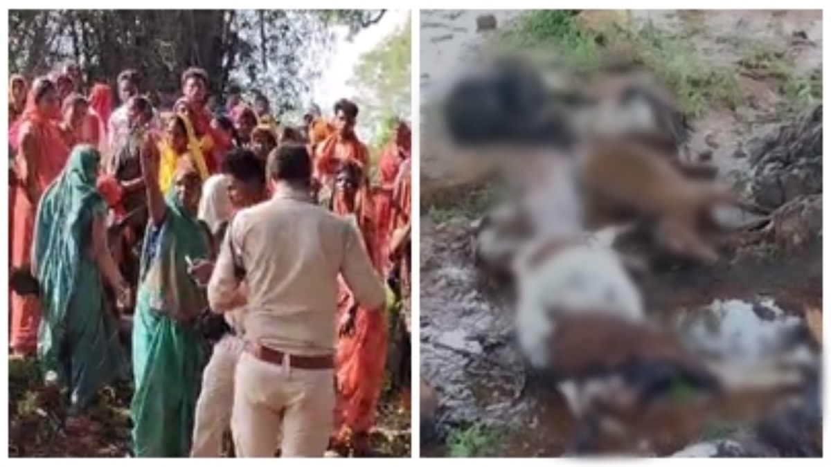 Katni News: जमीन कब्जे को लेकर आदिवासियों और वन विकास निगम के बीच हुई मारपीट, इधर गाज गिरने से 7 बकरियों की मौत, चरवाहा घायल 