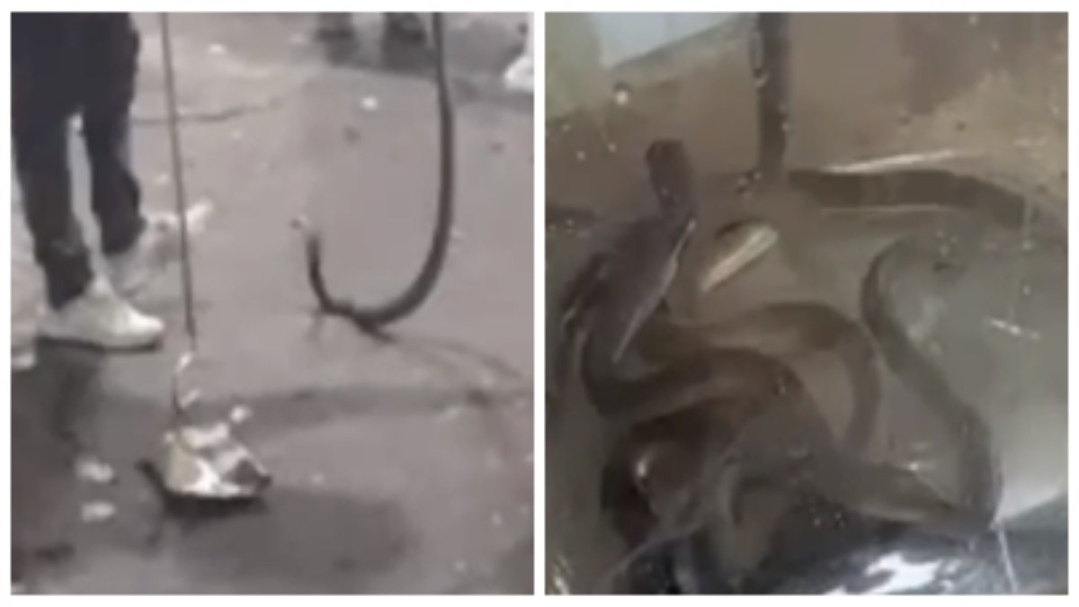 मैरिज गार्डन में एक दो नहीं, बल्कि एक साथ निकले 18 कोबरा, नजारा देखकर लोगों के उड़े होश, देखें VIDEO