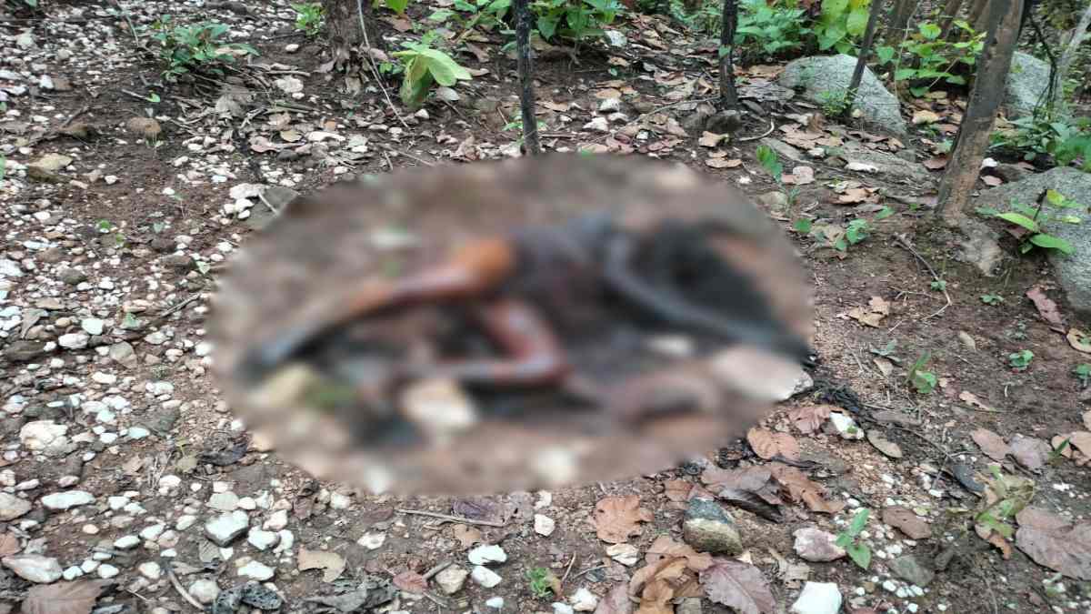 CG CRIME BREAKING : जंगल में मिली अधेड़ की सड़ी-गली लाश, हत्या की आशंका