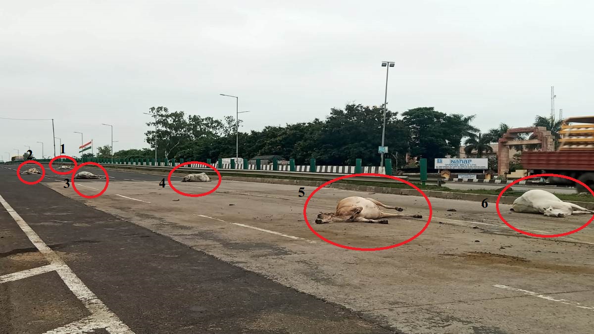 MP में नहीं थम रहा रफ्तार का कहर: अज्ञात वाहन ने 6 गाय को रौंदा, घटनास्थल पर हुई मौत, चालक मौके से फरार