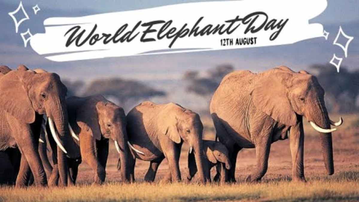 World elephant day : 12 अगस्त को पूरे विश्व में मनाया जाता है हाथी दिवस, जानिए इस दिन का महत्त्व …