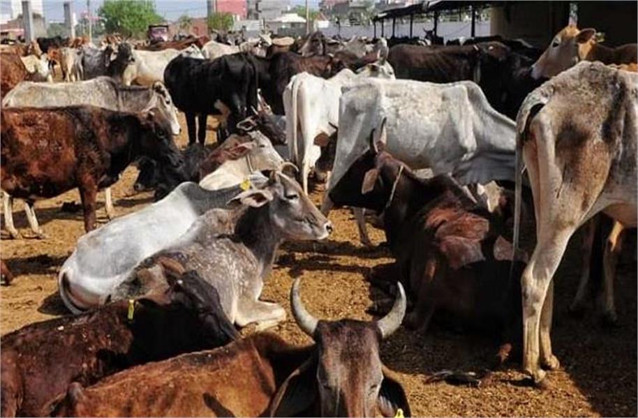बटाला : गौशाला में एक साथ 13 गायों की संदिग्ध हालत में मौत