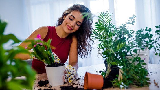 Stress Reducing Plants: घर में लगाएं ये पेड़-पौधे, आपके स्ट्रेस होंगे दूर