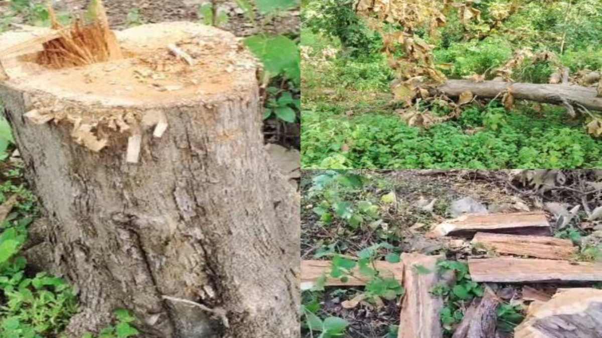 सिवनी में सागौन के पेड़ों की अवैध कटाई: 10 लाख से अधिक कीमत की लकड़ी लेकर तस्कर फरार, वन विभाग के अधिकारियों की भूमिका संदिग्ध
