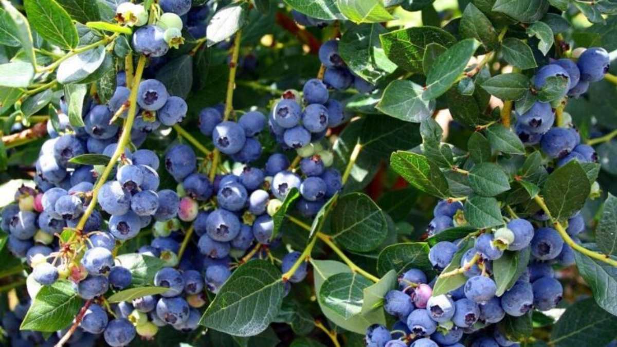 Blueberry Farming: ऑन डिमांड फसल बन चुकी है अमेरिकन ब्लूबेरी, भारत में 42 डिग्री पर भी की जा सकती है इसकी खेती